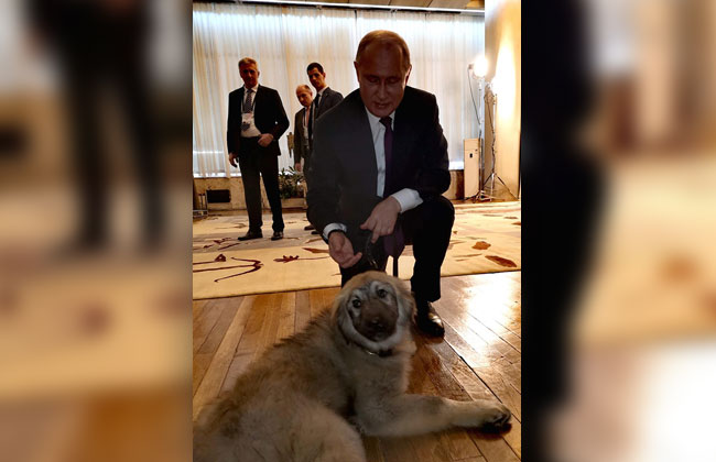 Putin-Sarplaninac