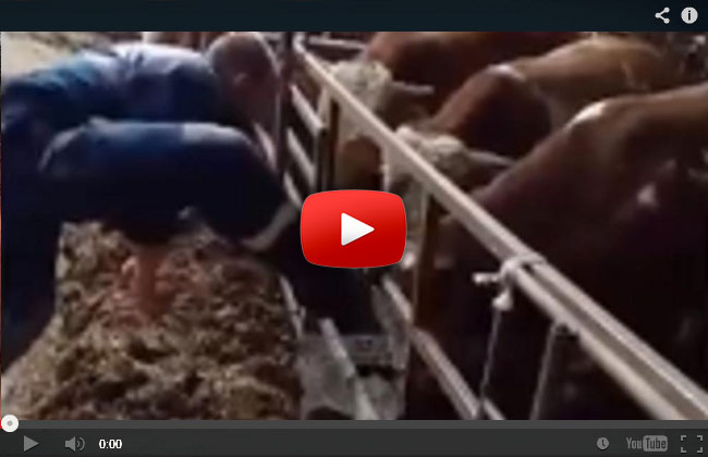 rintscreen/Youtube/Pokret Levijatan - STOP Animal ABUSE