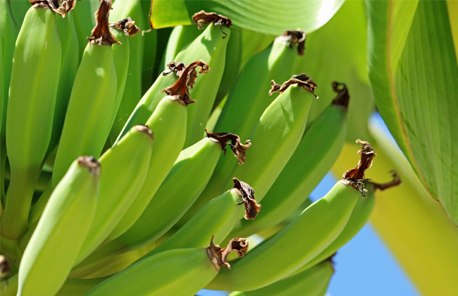 Banane in Gefahr