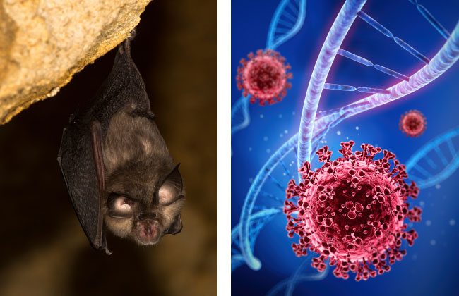 Forscher entdecken neues Coronavirus bei Fledermäusen!