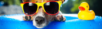 Kosmo_Hund2