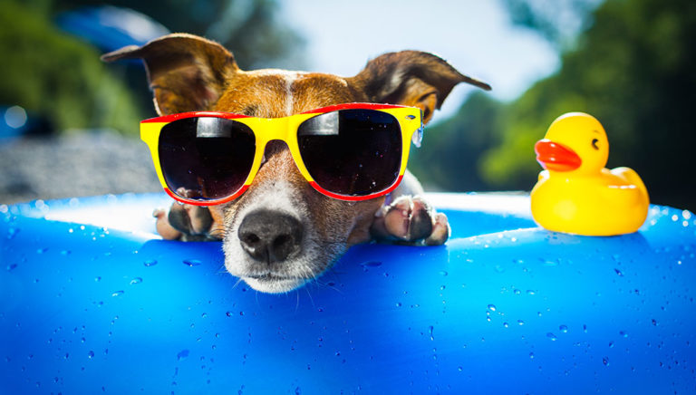 Hitzetipps: So kommen Hunde gut durch den Sommer