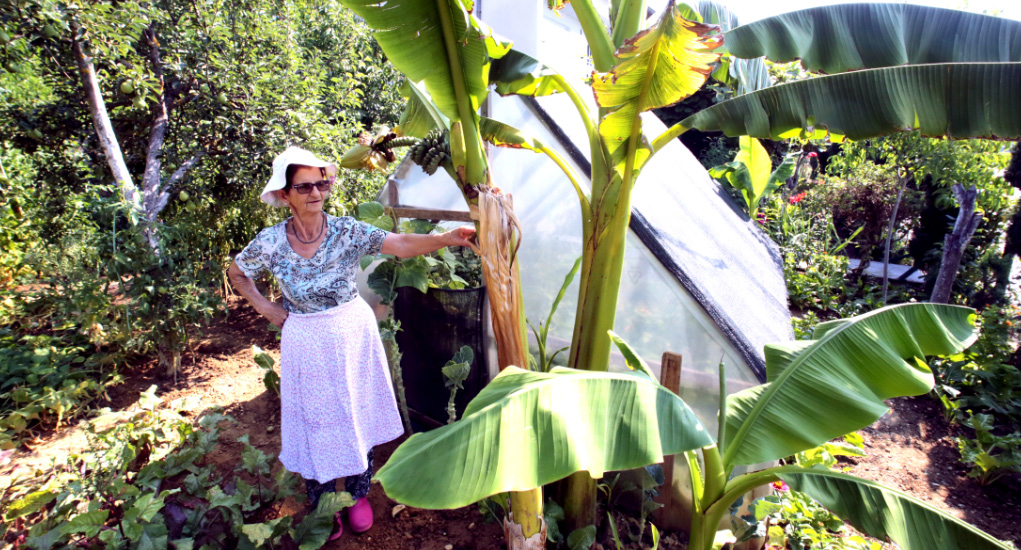 Fatima Mehic mit ihrem Bananenbaum. EPA-EFE/Fehim Demir