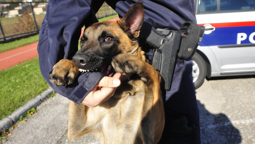 Ausgelassener Polizeihund beim Training mit der Hundestaffel K-9. iStock/Elmar Gubisch