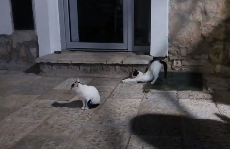 BALKAN STORIES: Herceg Novi, glavni grad macaka (VIDEO)