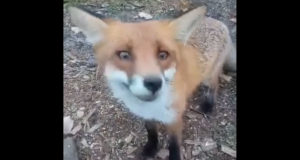 FUCHS