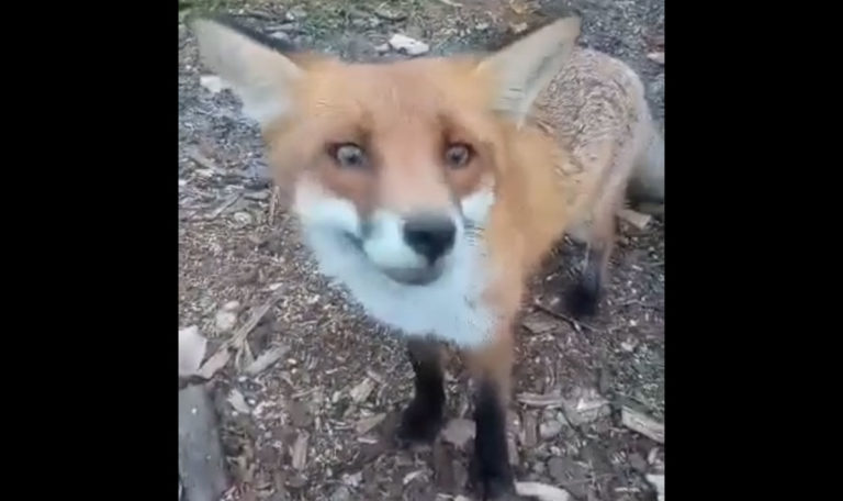 Bosnien: Fuchs und Jäger begrüßen sich täglich im Wald (VIDEO)