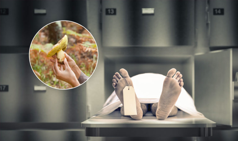 Serbin stirbt nach Verzehr von giftigen Pilzen