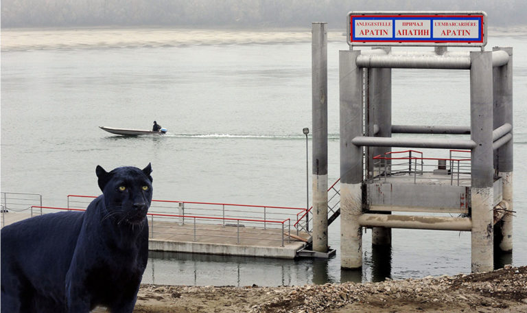 Schwarzer Panther in Serbien gesichtet