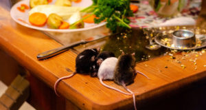 ratten_wohnung