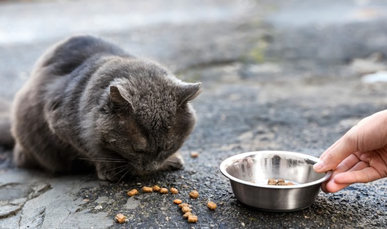 Frau fütterte Katzen und erhielt eine Geldstrafe von 132 Euro