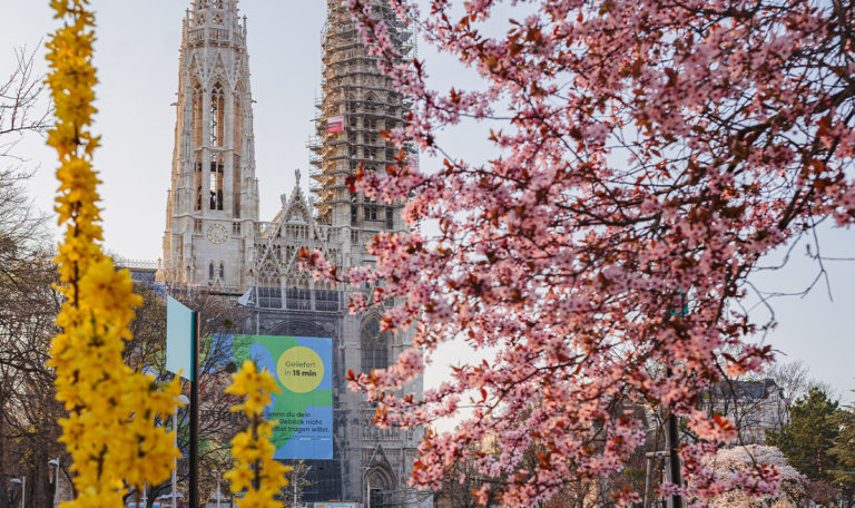 Kirschblütenpracht in Wien: Die besten Spots, um Fotos zu machen