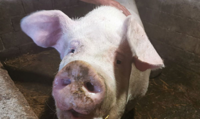 Schweinepest-Alarm! Urlauber aus Balkanländern werden gewarnt