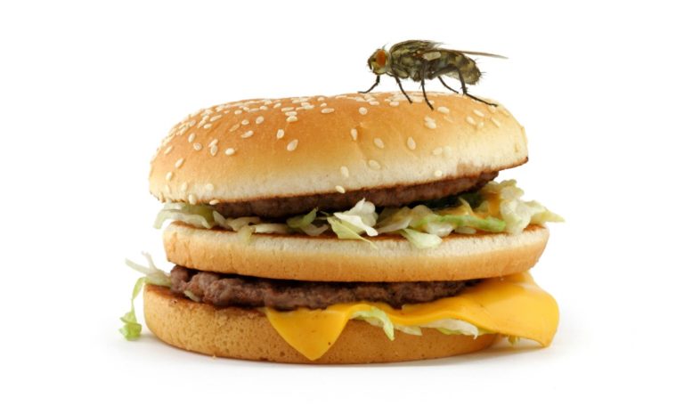 Sollte man Essen wegschmeißen, wenn eine Fliege darauf landet?