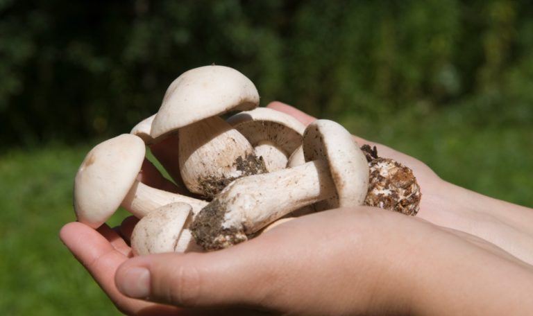 27.000 Euro pro Kilo: Das sind die 5 teuersten Pilze der Welt