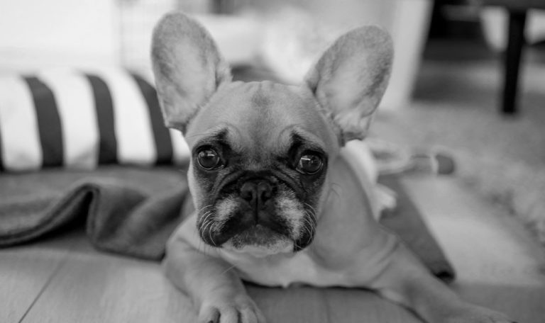 Mann wirft Bulldogge vom Balkon – tot