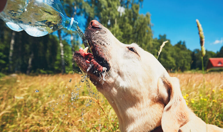 Abkühlung für Haustiere – diese 6 Tipps helfen bei Hitze