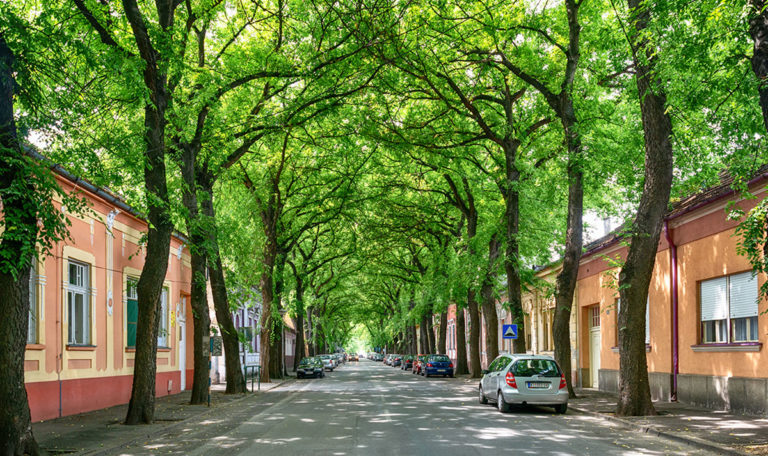 Serbische Baumallee unter den Top 50 schönsten Straßen der Welt