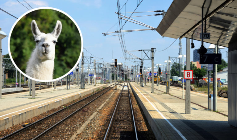 Lamas rennen frei am Bahnhof Wien-Meidling auf Schienen herum (FOTO)
