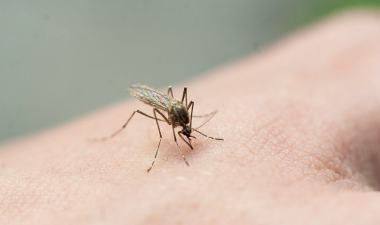 Insektensommer 2024: Sind Sie bereit für die Mückeninvasion?