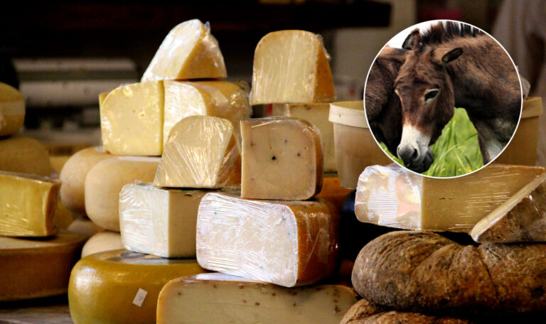 Made in Serbia: Teuerster Käse der Welt – ein Kilo für 1.000 Euro?