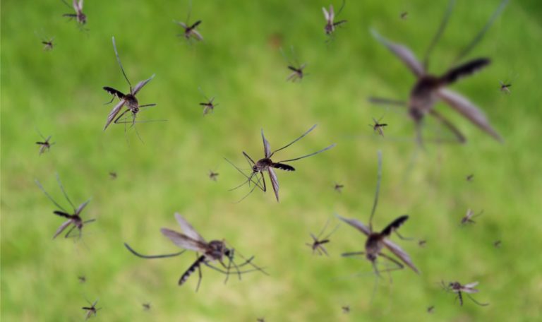 Dengue-Fieber: Zunehmende Bedrohung durch Klimawandel und Urbanisierung