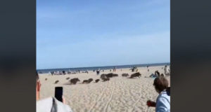 WILDSCHWEINE_STRAND