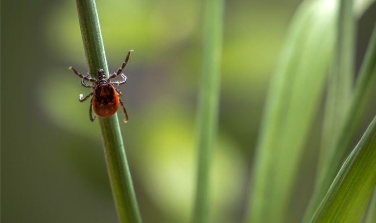 Alpha-Gal-Syndrom: Zeckenbiss verursacht Fleischallergie