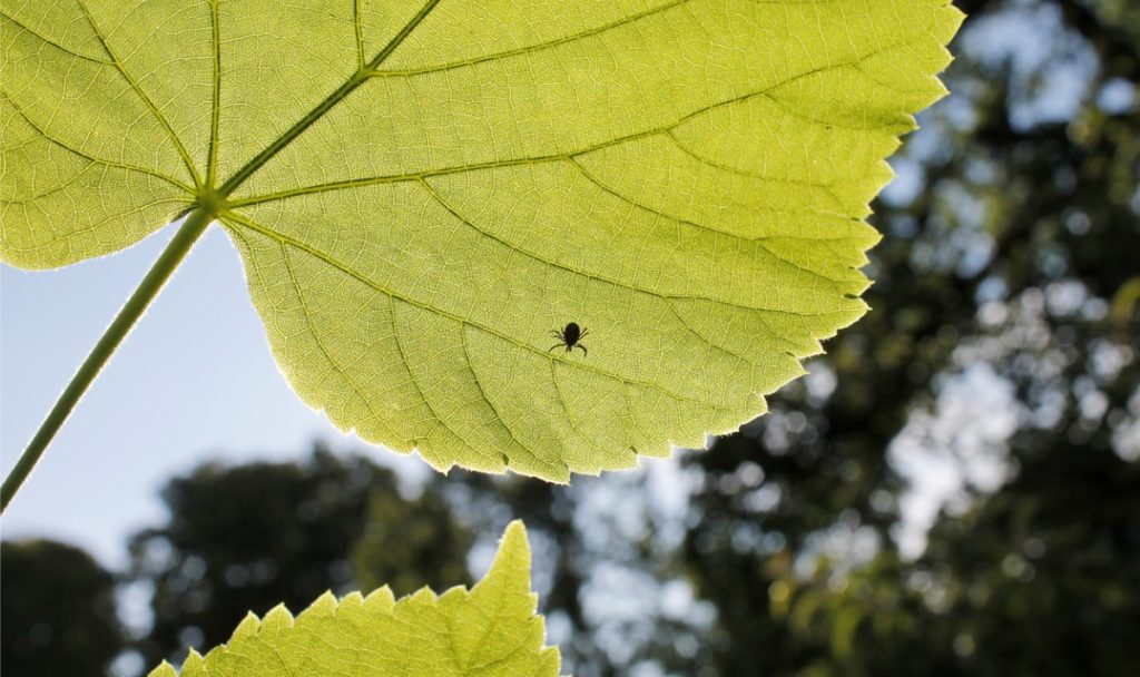 Zecken_Natur