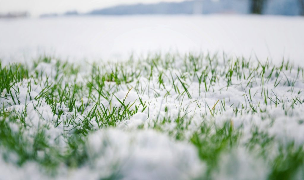 Zecken_Winter