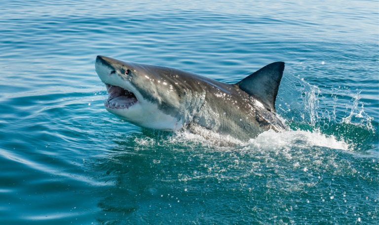 Haiangriffe an der Adriaküste: Sind Urlauber in Gefahr?