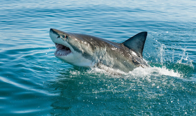 Drogen im Meer: Haie auf Koks?
