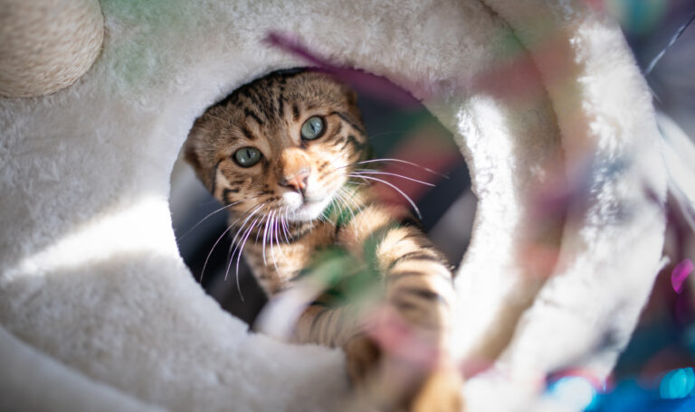 Hauskatzen in Gefahr: Tödliches Katzen-Virus könnte bald Mitteleuropa erreichen