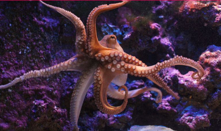 Schockierende Entdeckung: Oktopus im Hals eines Mannes gefunden!