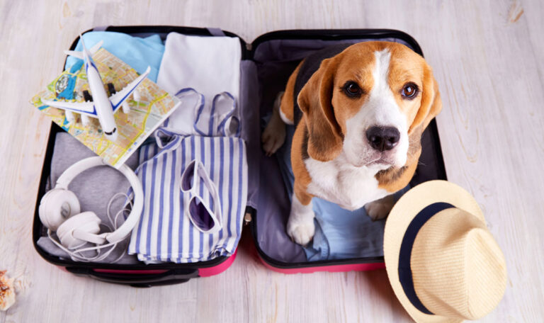 Das sollten Sie wissen, wenn Sie mit Ihrem Hund in den Urlaub reisen