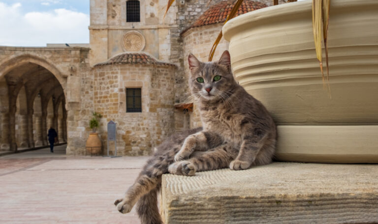 Zypriotische Katzen in Gefahr: Virus-Mutation bedroht Fellnasen