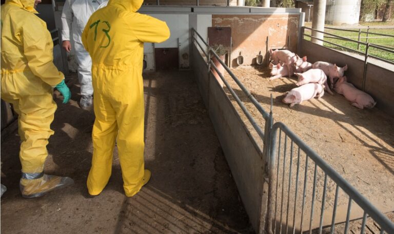 Schweinepest: Ausnahmezustand in Bosnien