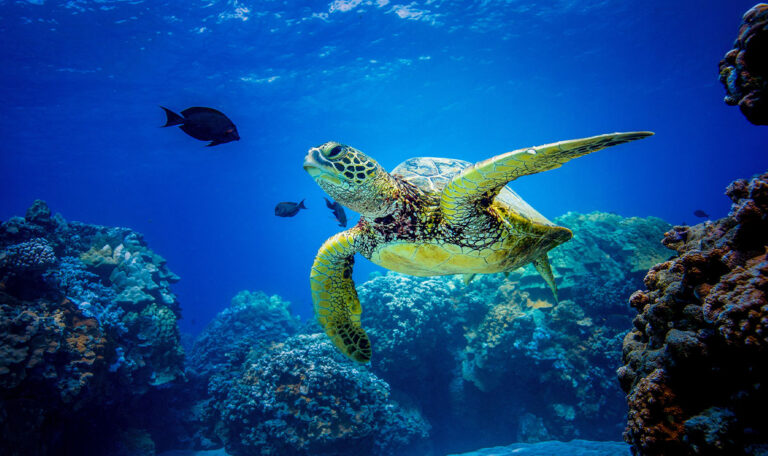 Schildkrötenattacken in Kroatien: Urlauber im Schockzustand!