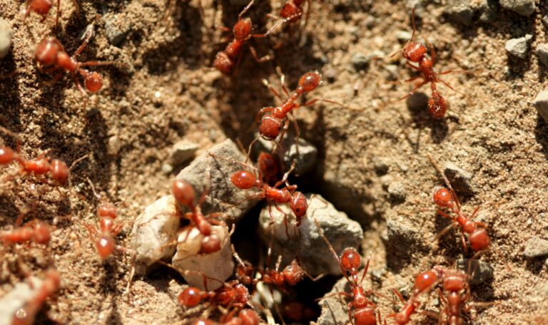 Invasion der Unbesiegbaren: Rote Feuerameisen erobern Europa