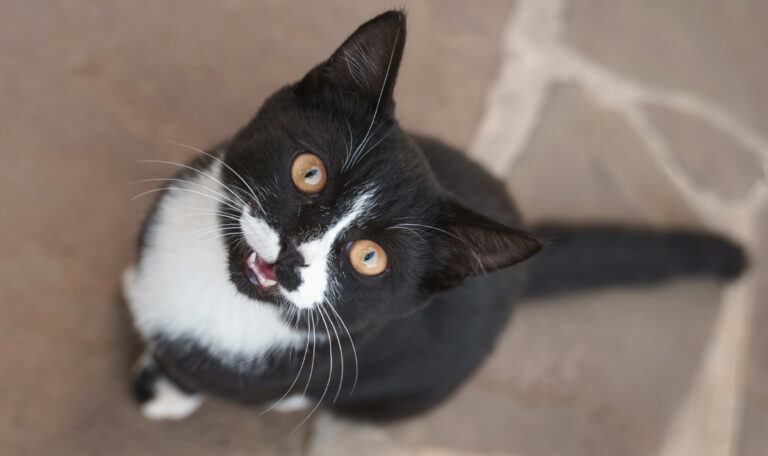 Tierisches Abenteuer: Vermisste Wiener Katze taucht in Tirol wieder auf