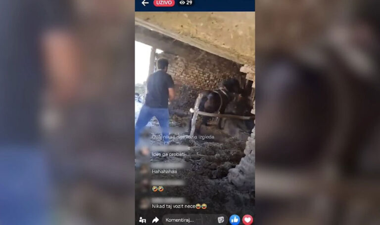 Tierquälerei in Kroatien: Pferd live auf Facebook misshandelt