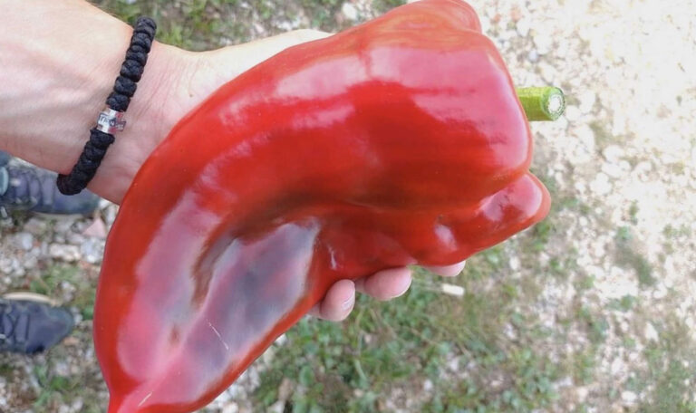 Paprika am Balkan: Eine Frucht wiegt fast 300 Gramm (FOTO)