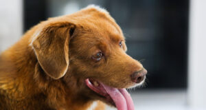 BOBI_HUND