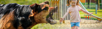 Hund-Agressiv