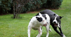 KAMPFHUNDE