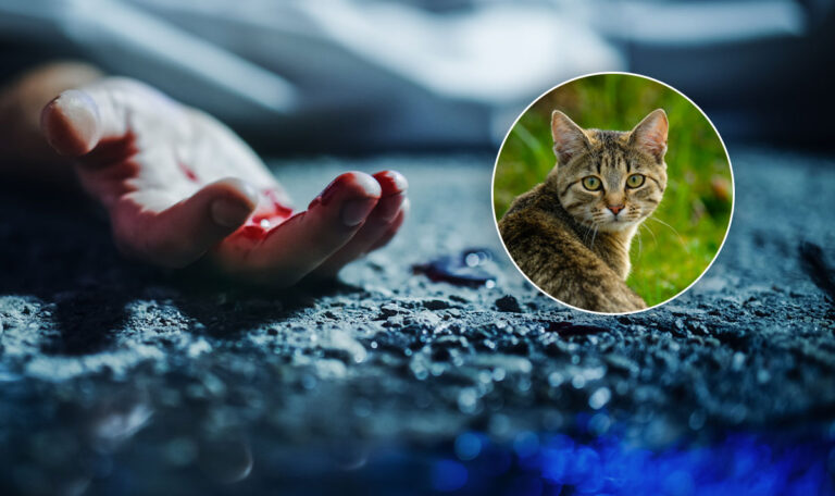 Kärntner stirbt tragisch bei Katzenrettung