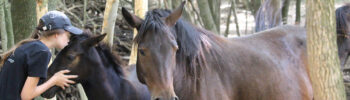 Bosnian Mountain Horse1