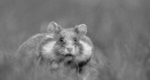 HAMSTER_TOT
