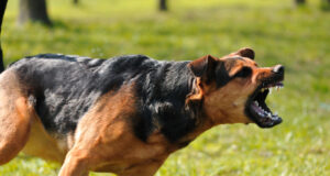(FOTO: iStock/YuriyGreen)