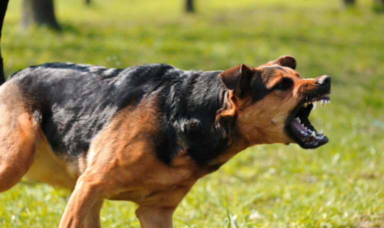 Freilaufender Hund attackiert erneut Joggerin – Krankenhaus